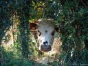 Vache