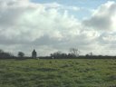 Sotteville sur Mer (Moutons)