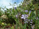 Pervenches (1)