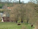 Lammerville (Chevaux)