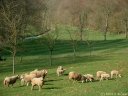 Lammerville (Moutons)
