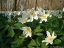 Fleurs blanches (2)