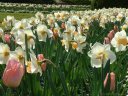 Jardin des Plantes (3)