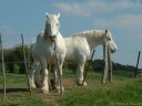 Chevaux