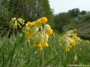 Fleurs de Coucous