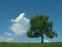 L'Arbre et le Nuage