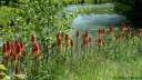 La Durdent (Kniphofias)