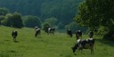 Gerberoy (Vaches)