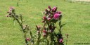 Chardons en Fleurs