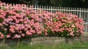 Baromesnil (Hortensias)