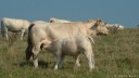 St Aubin sur Mer (Veau)