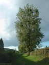 Villy sur Yères (Arbre)