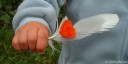 La Main, le Coquelicot et …