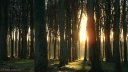 Forêt d'Eu (Soleil)
