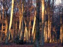 Forêt d'Eu (Reflets)