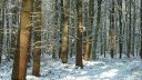 Forêt d'Arques (Troncs)