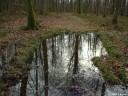 Forêt d'Eawy (Reflets)