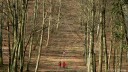 Forêt d'Eu (Allée)