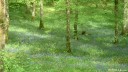 Forêt de la Londe (Fleurs)