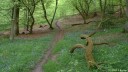 Forêt de la Londe (Allée)