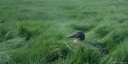 Baie de Somme (Canard)