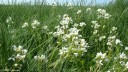 Baie de Somme (Fleurs)