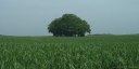 Champ de Blé (Arbres)