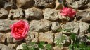 Deux Roses