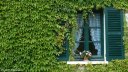 Giverny (Fenêtre)