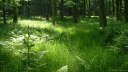 Basse Forêt d'Eu (1)