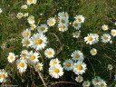 Marguerites