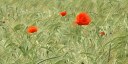 Flamets Frétils (Coquelicots)