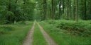 Forêt de Lyons (Route)