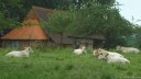 Blosseville (Bœufs)