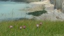 Petites Dalles (Orchidées)