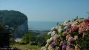 St Pierre en Port (Hortensias)