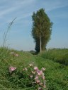 Ramburelles (Fleurs)