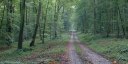 Forêt d'Eu (Route)