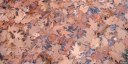 Feuilles Mortes