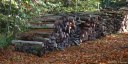 Bois de la Haie (Tas de Bois)