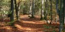 Bois de la Haie (Chemin 1)