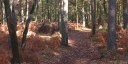 Bois de la Haie (Chemin 2)