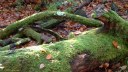Bois de la Haie (Mousse)