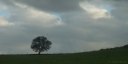 Bailly en Rivière (Arbre)