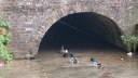 Bailly en Rivière (Canards)