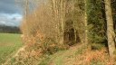 Forêt d'Eu (Chemin)