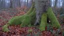 Basse Forêt d'Eu (Mousse)