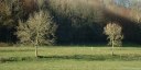 Avesnes en Val (Deux arbres)