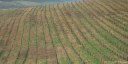Cuverville sur Yères (Plantation)