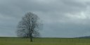 Grandcourt (Arbre)